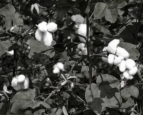 Cotton Plant